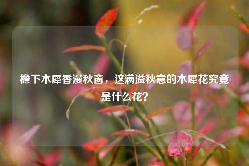 檐下木犀香漫秋窗，这满溢秋意的木犀花究竟是什么花？