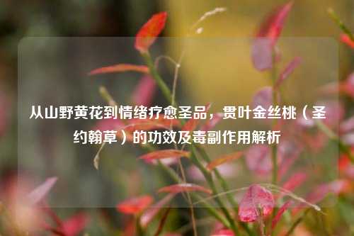从山野黄花到情绪疗愈圣品，贯叶金丝桃（圣约翰草）的功效及毒副作用解析