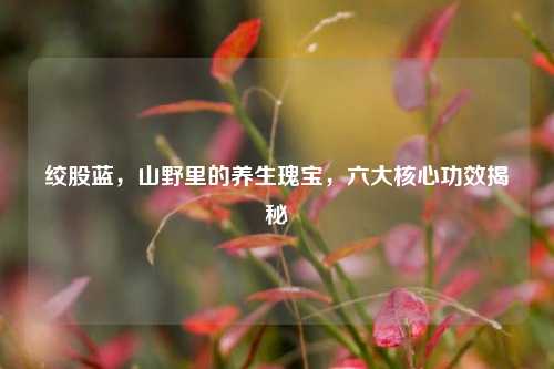 绞股蓝，山野里的养生瑰宝，六大核心功效揭秘