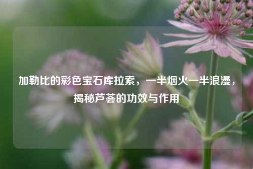 加勒比的彩色宝石库拉索,一半烟火一半浪漫,揭秘芦荟的功效与作用